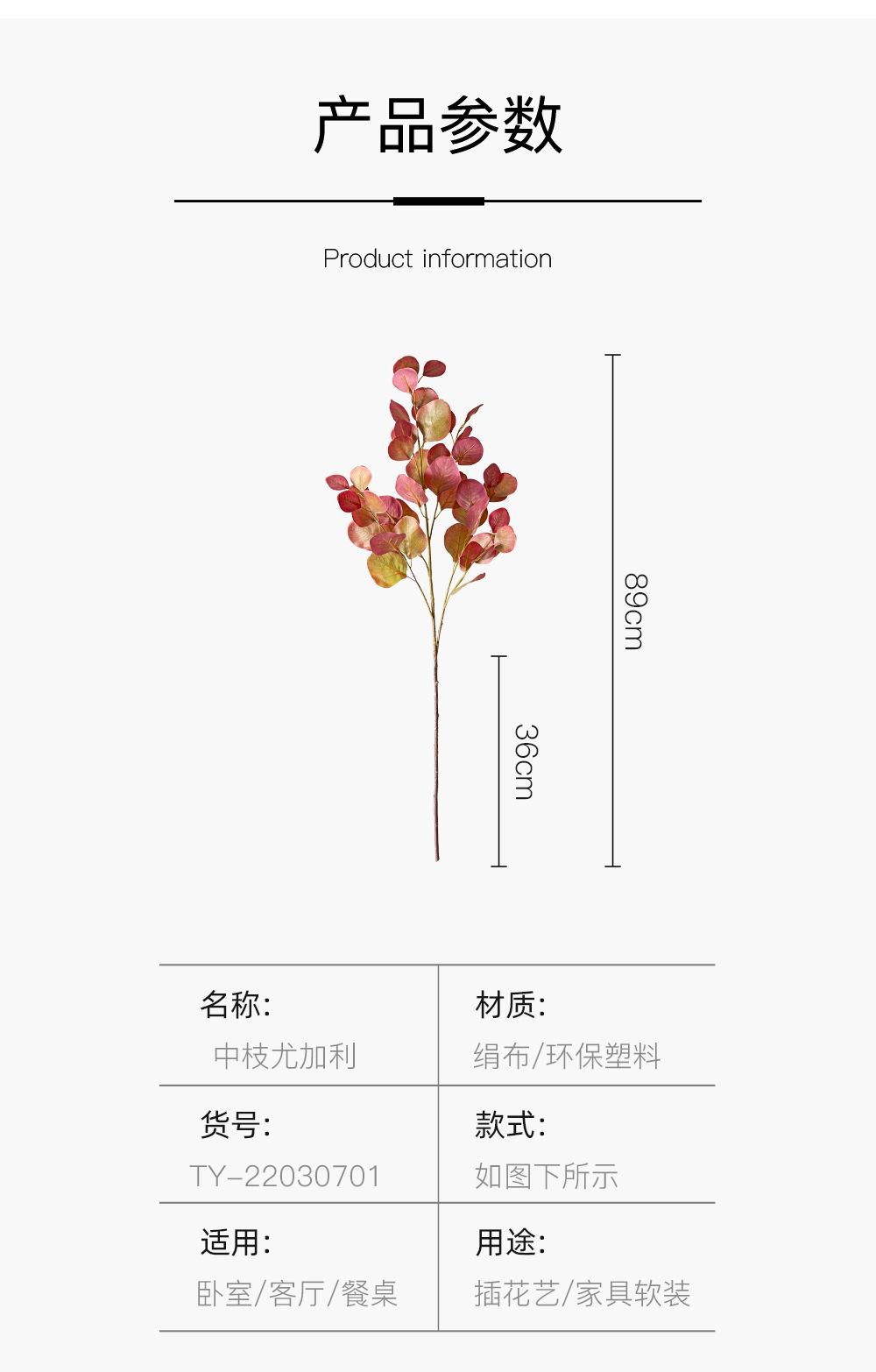 中枝尤加利详情图