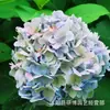 Semillas de Flores de Tocón Viejo de Hortensia, Flor de los Ocho Inmortales, Verano Infinito, Florece en Todas las Estaciones, Plantas en Maceta para Balcón y Jardín, Resistente al Invierno