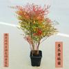 Dropshipping Nandina Bambu Vaso Folha Vermelha Tianzhu Mudas Flor Grande Hidropônico Chama Pilha Velha Bonsai Planta Frutífera Fruta