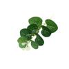Simulación de una sola planta de eucalipto, planta verde, decoración, caja de regalo, corona, accesorios de decoración, arreglo floral, accesorios de fotografía, dinero, hoja