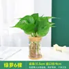 Planta Hidropônica em Vaso Rabanete Verde Gardênia Flores de Escritório Pequenas Plantas Verdes Fáceis de Cultivar o Ano Todo Suculenta Plantas em Vaso com Água
