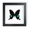 Mariposa Cola de Golondrina Banda Verde Espécimen de Mariposa Real Producto Terminado Decoración de Regalo Arte de Pared Pintura Decorativa Regalo de Cumpleaños para Niñas Amigas