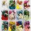 Flores Preservadas Flores Secas Pacote de Materiais Moldura de Foto DIY Adesivos Grupo Ventilador Grupo Flutuante Atividades de Construção em Grupo Aula de Arranjo de Flores Flores Artesanais