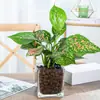 Plantas hidropónicas, Reina Ruyi, plantas en maceta, potos, plantas de interior, gardenia, palma roja, rojo auspicioso, flores verde jade