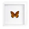 Moldura de Foto com Espécime de Borboleta Real Pintura Decorativa de Madeira DIY Moldura de Foto Vintage Decoração de Móveis de Mesa Presente de Aniversário Professor