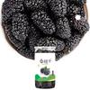 Pastel de moras secas personalizado 140g pastel de moras secas en lata bienestar de los fans polvo para mascotas esencial entrega de una sola pieza