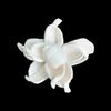 Flores de Gardenia al por mayor en stock de 4 cm, Flores difusoras naturales, Ramo de decoración para el hogar con flores secas