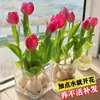 Tulipanes Hidropónicos al por Mayor 5 Grados Bulbos Grandes Resistentes al Frío para Invierno Interior/Exterior Fáciles de Cultivar para Principiantes Flores en Maceta Plantas