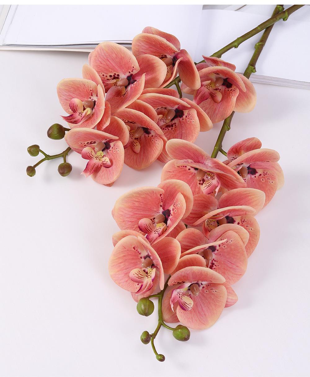 小7头蝴蝶兰详情图