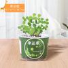 Planta Mágica Oficina Planta Verde Pequeña Maceta Interior Mini Escritorio Niños Flor Enlatada Estabilizador de Ánimo Caja Sorpresa