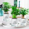 Bambú Loto, Bambú Guanyin, Bambú de la Suerte, Plantas Hidropónicas con Raíces, Flores, Plantas Verdes, Plantas de Interior en Maceta Fáciles de Cultivar para la Oficina, Helecho Espárrago