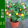 Mudas de Pimenta para Todas as Estações, Pimenta Céu Extra Picante, Pimentas Coloridas, Pimentas Finas Ligeiramente Picantes, Mudas de Tomate de Alta Produção, Mudas de Vegetais em Vasos