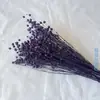 Feijão de Acácia Buquê de Flores DIY Flor Seca Feijão Rico Feijão Magma Dourado Prata Multicor Acessórios de Presente com Flor Seca