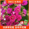 Planta de Kalanchoe de flor grande en maceta con capullos, florece en las cuatro estaciones, plántulas de flor doble, camaleón, preciosa colección de flores resistentes al frío