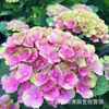 Semillas de Flores de Tocón Viejo de Hortensia, Flor de los Ocho Inmortales, Verano Infinito, Florece en Todas las Estaciones, Plantas en Maceta para Balcón y Jardín, Resistente al Invierno