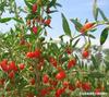 Plántulas de Bayas de Goji Macetadas Plántulas de Bayas de Goji para Exterior Plántulas de Bayas de Goji para Plantación en Tierra Plantación en Interior en el Norte y el Sur