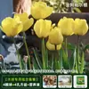 Resistencia al FríoTulipán Holandés Hidropónico Planta de Floración Cuatro Estaciones Planta Verde Flores en Maceta para Sala de Estar Apto para Principiantes