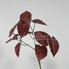 10 Hojas de Taro Artificiales, Plantas Verdes Simuladas, Arreglos Florales para Salones de Bodas, Decoración del Hogar, Decoraciones de Mesa, Flores Artificiales