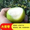 Dropshipping Plántulas Vivas de Azufaifo Zhanhua Azufaifo de Invierno Plántulas de Calabaza Plantadas en el Patio Sur y Norte Plántulas de Árboles Frutales