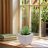 Mini Suculentas, Flores Bonsái Pequeñas, Adornos Creativos, Plantas, Dropshipping, Dropshipping para el Hogar en Aliexpress, Plantas Verdes