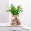 Dropshipping Bambú Planta Hidropónica Maceta Interior Bonsái Planta Verde Escritorio de Oficina Flor Popular Árbol de la Fortuna