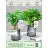 Árbol del Dinero Maceta Flores, Sala de Estar, Casa Próspera, Plantas Verdes, Fácil de Cultivar en Todas las Estaciones, Árbol del Dinero, Plantas Hidropónicas de Escritorio para Oficina