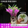 Orquídea Dendrobium Perfumada Colorida, Orquídea de Quatro Estações, Plantas Verdes Fáceis de Cultivar, Dendrobium Fortemente Perfumado, Melhora o Sono, Plantas Verdes Purificam o Ar