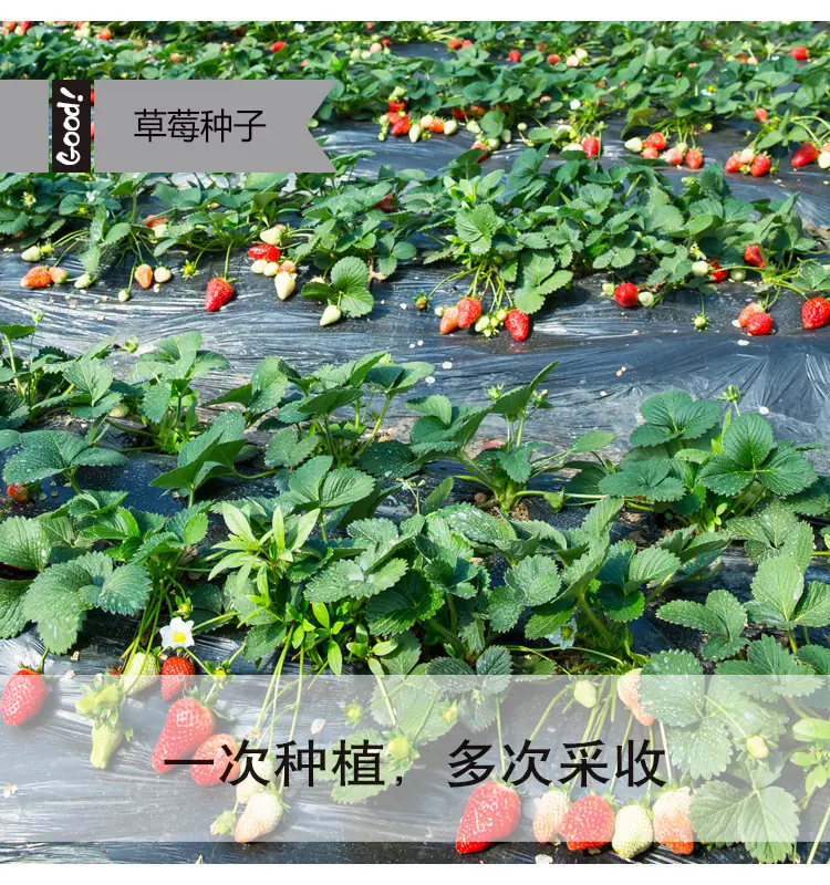 四季草莓03-2