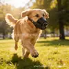 Artículo popular de comercio exterior: Dispositivo Protector de Hocico Corto para Perros, Bozal para Mascotas Altamente Transpirable y Ajustable