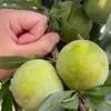 Mudas de Ameixa Crocante de Wushan São Plantadas no Norte e no Sul, Vasos de Flores de Quintal, Mudas de Ameixa Sem Caroço Enxertadas