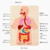 Estrutura de Órgãos Humanos Quebra-Cabeça de Madeira em Camadas Anatomia Esqueleto Ciência Cognitiva Iluminismo Educação Infantil Brinquedo Educacional para Crianças