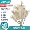 Labshark Cepillo para Matraz de Laboratorio Cepillo para Matraz Erlenmeyer Matraz Volumétrico Cepillo para Tubo de Ensayo Cilindro Graduado Cepillos de Cerdas Suaves y Duras