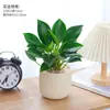 Planta Princesa Verde en Maceta Diamante Dorado para Escritorio de Oficina, Planta de Hojas Verdes que Purifica el Aire y Absorbe Formaldehído, Planta de Hojas Grandes