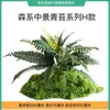 Plantas Verdes Artificiales y Musgo para Paisajismo, Combinaciones de Paisajes Pequeños para Interiores, Decoraciones de Musgo y Arreglos de Flores Artificiales Debajo de las Escaleras