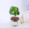 Tartaruga da Montanha Escalando Planta Trepadeira Hidropônica Dourada Que Não Muda Planta Suculenta em Vaso Flor Preguiçosa de Mesa de Escritório Interna
