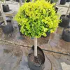 Ligustro Brilhante em Forma de Torre Ligustro Brilhante Cônico Para Pátio Varanda Canteiro de Flores Camada Média Planta Perene Todas as Estações Resistente ao Calor e ao Frio