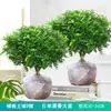 Repelente de Mosquitos, Madera de Pimienta Fragante, Plantas Verdes de Interior en Maceta, Fácil de Cultivar, Absorbe Formaldehído, Plántulas de Flor Jiuli Xiang, Cultivo en Agua