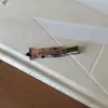 Presilha de Cabelo Colorida de Acetato Estrela de Cinco Pontas Coreana com Letras Laterais, Presilha Sem Costura, Presilha Versátil para Maquiagem, Presilha para Franja, Acessório de Cabelo para Mulheres