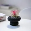 Plantas de Oficina Hidropónicas de Alta Calidad Plantas en Maceta Piña Negra Plantas Verdes de Escritorio Suculentas Adornos para Estación de Trabajo