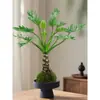 Escama de Dragão Pena de Primavera Bola de Musgo em Vaso Tronco Velho Escritório Plantas Hidropônicas Tolerantes à Sombra Internas e Externas Purificam o Ar Plantas Verdes de Mesa