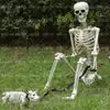 Adorno de Esqueleto de Halloween Transfronterizo Modelo Nuevo 165cm + Set de Correa para Perro Esqueleto Puede Pararse en el Patio Casa Embrujada