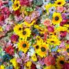 Cortina de Puerta Anillo de Flor Flotante Creación Tarjeta Fotográfica Simulación Cortina de Flores Lluvia de Pétalos de Flor Cascada Escena de Flores Decoración