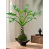 Escama de Dragão Pena de Primavera Bola de Musgo em Vaso Tronco Velho Escritório Plantas Hidropônicas Tolerantes à Sombra Internas e Externas Purificam o Ar Plantas Verdes de Mesa