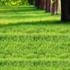 Semillas de Pasto Festuca Alta, Semillas de Césped Resistentes al Frío, Raigrás, Pasto Azul, Protección de Taludes Verdes Cuatro Estaciones, Patio de Enverdecimiento y Resistente al Pisoteo