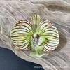 Cabeza de Flor de Phalaenopsis de Película Artificial Impresa en 3D Horquilla para el Cabello de Celebridad de Internet Souvenir de Boda Caja de Dulces de Boda Flores Falsas Decoradas a Mano