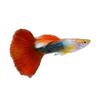 Guppy azul hielo anchoa viva pez vivíparo pez ornamental tropical al por mayor todo rojo Oreja Grande cola de pasto azul cielo