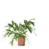 Planta de Jasmim em vaso para pendurar para uso interno com botões, planta verde resistente, planta pendente, flor de jasmim-de-vento, fácil de cuidar o ano todo