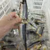 Petiscos Artesanais para Animais de Estimação Cavala Cozida Comida Fresca Caseira para Gatos e Cachorros Universal Comida Fresca Comida Mista Comida Úmida Atacado
