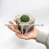 Fábrica transparente de parede suculenta flor vaso caixa acrílico verde planta rack divisor acrílico flor vaso rack