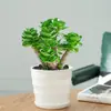 Árvore da Fortuna Tronco Velho Suculenta Flor de Vaso para Interior Árvore da Fortuna Perene o Ano Todo Fácil de Cultivar Tolerante à Seca Planta Verde